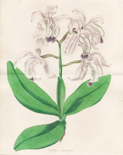 Cattleya brésil orchidee - brésil,
