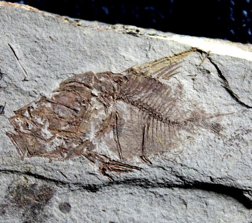 Capros radobojanus poisson - capros,