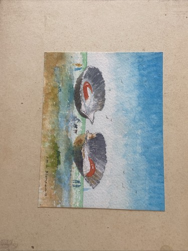 Aquarelle coquilles saint - aquarelle,