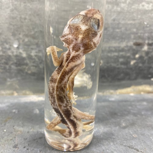 Spécimen humide gecko à - spécimen, de