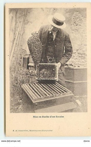 Montfavet mise ruche d un - -,