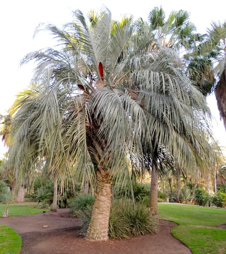 Butia odorata blue pindo - butia,
