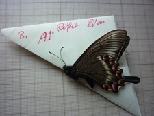 ENTOMOLOGIE- PAPILLON  Non monté  Papilio maackii chine A1-