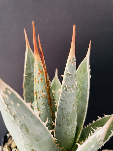 Big agave ghiesbreghtii - !,