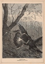 Lapin Verteidigt Jeune Contre Kolkraben Belle Gravure sur Bois De 1883