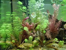 Lot pour aquarium 3 ancistrus