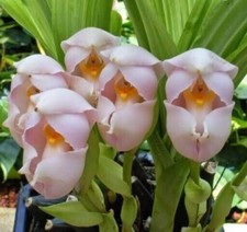 Anguloa uniflora Species Tulip