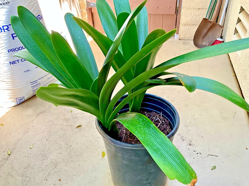 Large mature yellow - mature,, clivia