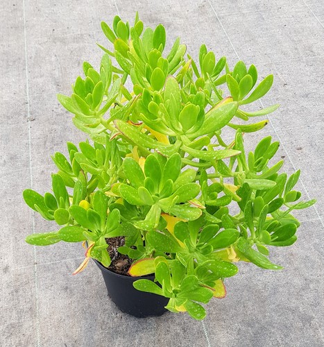 Sedum praealtum ssp - .,