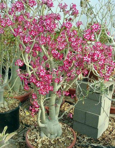 Graines adenium - graines, d'adenium
