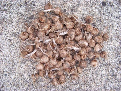 Bulbe crocus safran - bulbe,