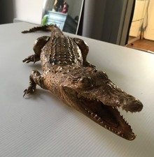 Caïman taxidermie Naturalisé