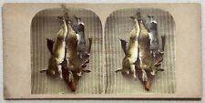 Nature Morte Artistique Picturale Lapins c1860 Photo Stereo Vintage Albumine