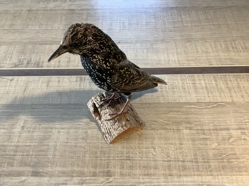 Taxidermie oiseaux - oiseaux,