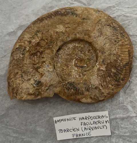 Ammonite harpoceras facilferum - harpoceras,