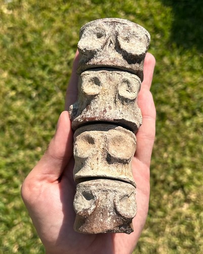 Fossil mosasaur vertebrae lot - mosasaur,