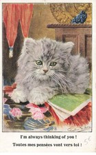 Animaux - Chat - Toutes mes