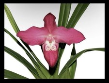 Phragmipedium Super Besseae