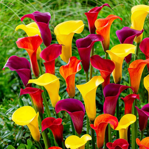 Bulbes lys calla rustique - bulbes,