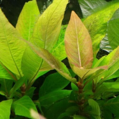 Hygrophila corymbosa nomaphila - corymbosa,