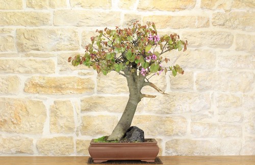 Bonsaï cercis arbre de - -,