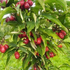 Cornus mas 'Kazanlak' * - Cornouiller mâle à gros fruits