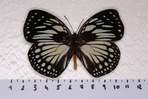 Euxanthe crossleyi male - euxanthe,