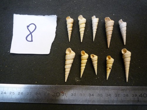 125 turritella copiosa - -,