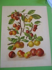 Gravure originale ancienne - Pomme-HOGG-SEVEREYNS - 1876-1885