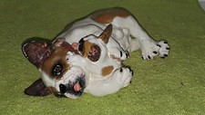 French bulldog frenchie - bulldog,