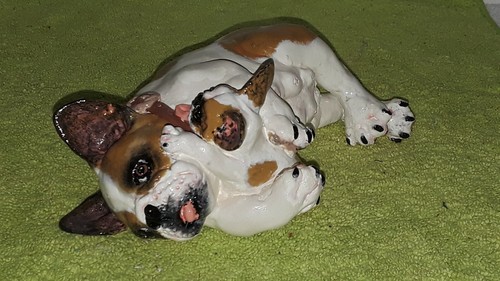 French bulldog frenchie world - french,