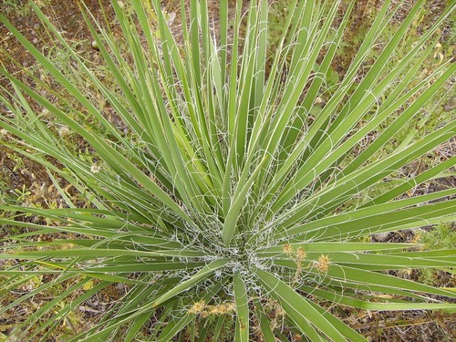 Graines yucca filamenteux - yucca,