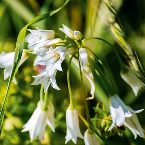 Allium triquetrum ail - allium, /