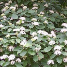 Cornus sanguinea 🔴 Cornouiller Sanguin - Pot 3 Litres - Bois Rouge Hiver - Haie