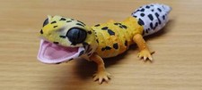 Japan Q Leopard gecko lizard