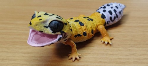 Japan leopard gecko lizard - japan, q