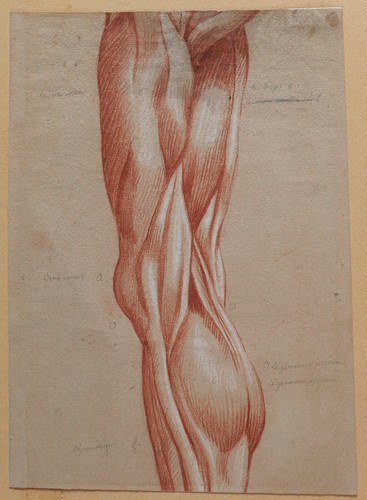 Dessin ancien corps humain - dessin,