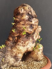 Bonsaï olivier 34 x 34 m en