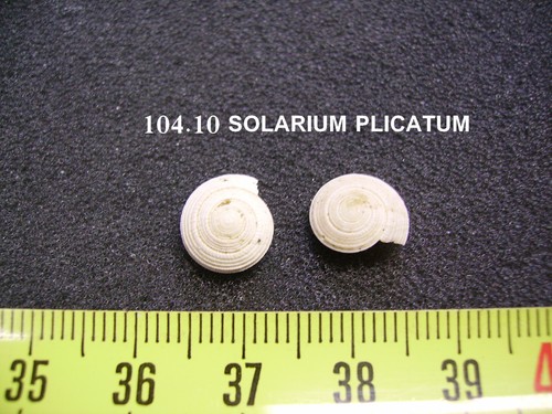 104 solarium plicatum - 104.10,