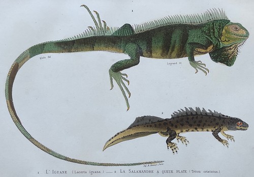 Zoologie iguane salamandre - zoologie,