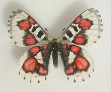 Parnassius nomion Koiwayai -