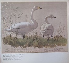 Magnifique Imprimé D'Oiseau Vintage ~ Cygne Siffleur Cob Lac ~ Tunnicliffe