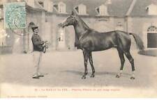 61 ARGENTAN AG#MK359 LE HARAS DU PIN ETALON DE PUR SANG ANGLAIS CHEVAL