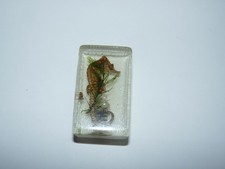 hippocampe sous résine