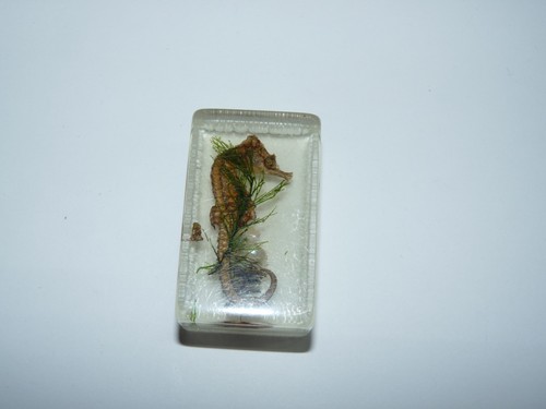 Hippocampe sous résine - hippocampe,
