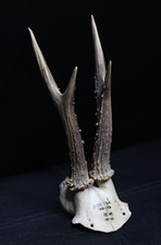 1944 Crâne de chevreuil n°10 – Taxidermie vintage