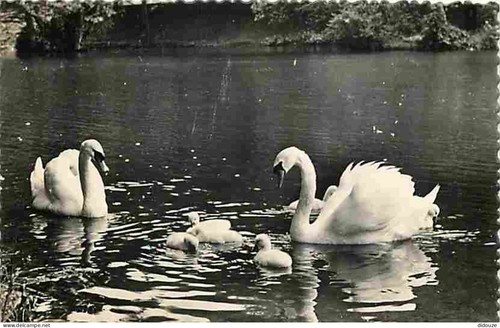 Carte postale animaux - postale,