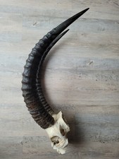 Trophee Cornes d'antilopes Afrique Cabinet de curiosité