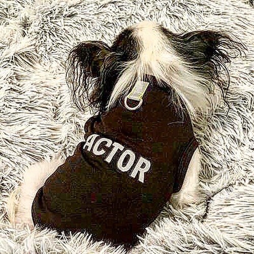 Heartpup actor dog shirt - actor,