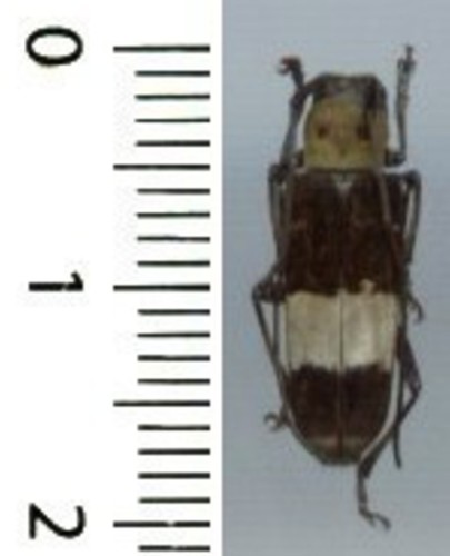 Cerambycidae glenea - -,
